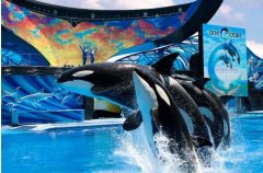 為保護動物權益 美聯(lián)航停止SeaWorld門票銷售-北美國際空運