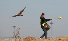 中東國際空運-鳥擊事件數量上升 首都機場首用鷹隼驅鳥