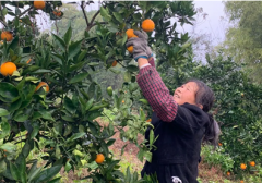 亞美尼亞的國際快遞-蘇寧菜場幫扶上海農(nóng)戶，加大物流資金投入